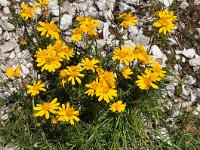 Senecio abrotanifolius 2, Saxifraga-Harry Jans